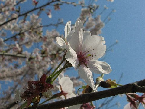 船橋川の桜