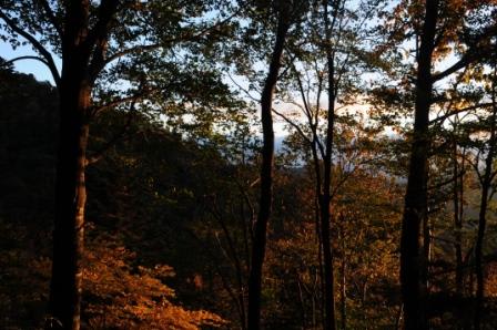 奥山に 紅葉ふみわけ 鳴く鹿の 声きくときぞ 秋は悲しき 徒然写真帳