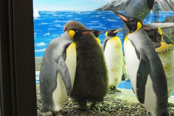 王様ペンギン家族再会 ペンギン音頭
