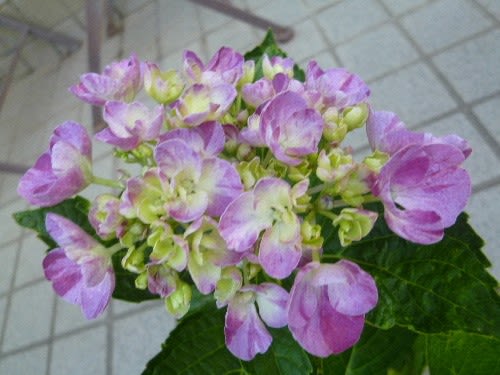 紫陽花 水色の恋 カレンの小さな庭
