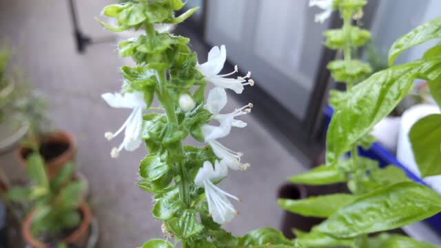 バジル 白い花 カルス