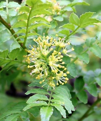 山椒の花 雄の花 も いま咲いています Tarpin翁のスローライフ