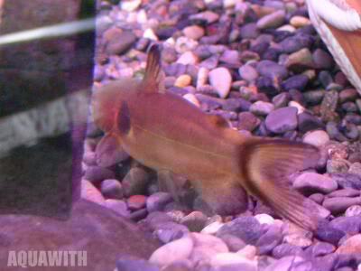 インドレッドテールキャット アクアウィズのオススメ 熱帯魚