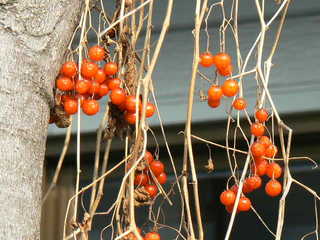 ヒヨドリジョウゴ 鵯上戸 の赤い実 Peaの植物図鑑