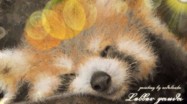 Lesser Panda レッサーパンダをお絵描きしました Nodasntaのイラスト集 トイプードル愛犬 Ti Amo