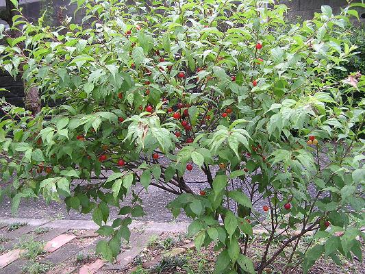 ユスラウメ 山桜桃 の赤い実 らいちゃんの家庭菜園日記