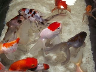 パールちゃん グリーンｆゴールド顆粒浴開始 メイン水槽に 金魚と暮らす３６５日