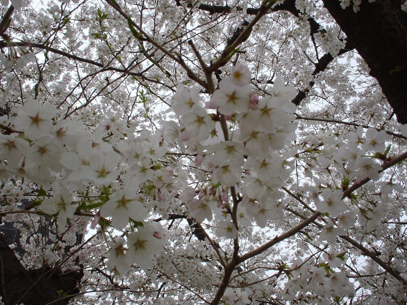 Sakura20132