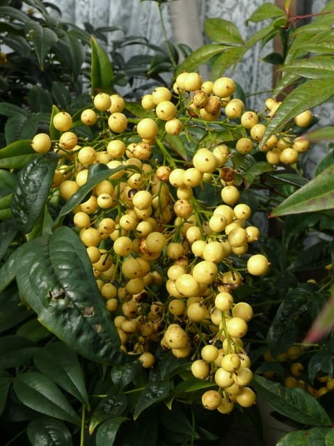 一関市十二神のキミノナンテン 黄実の南天 17年11月30日 木 Peaの植物図鑑