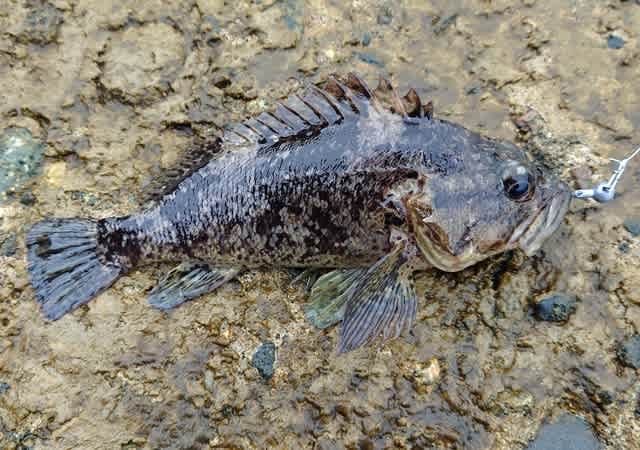 釣り のブログ記事一覧 ルアー 根魚 釣りが好き 釣り のブログ記事一覧 ルアー 根魚 釣りが好き