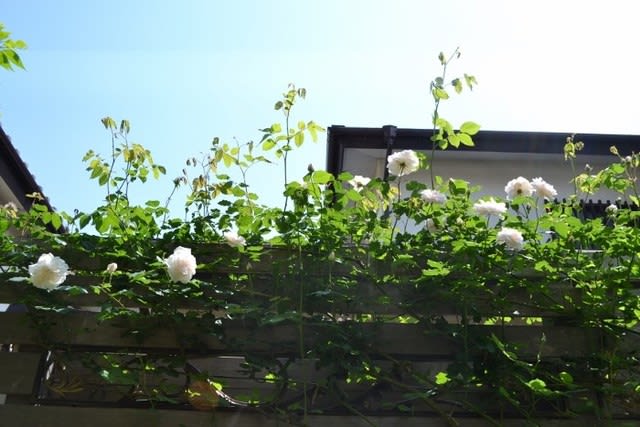 マダム アルフレッド キャリエールなど早咲きのバラが咲いて 他の花も素敵 Haruの庭の花日記 Haru S Garden Diary