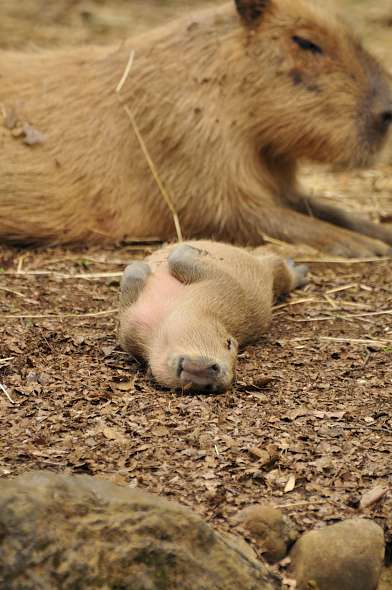 飼育員さんに撫でられ放題のカピバラ 埼玉県こども動物自然公園 Animaltown アニマルタウン カピバラさんの素顔