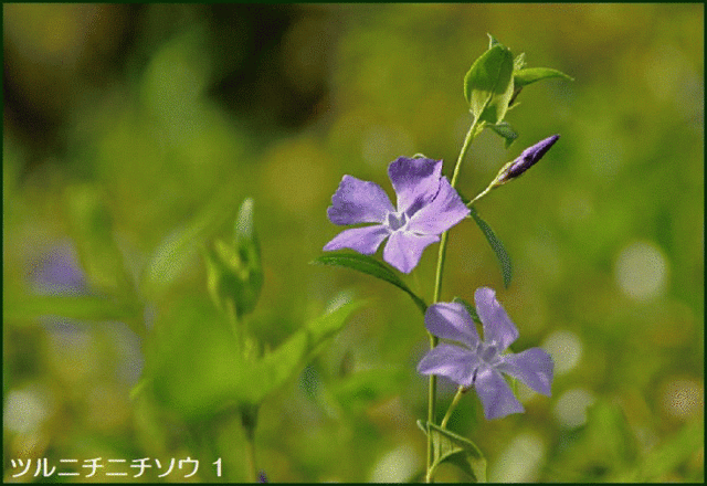 公園へと続く道路脇で 青紫色をした ツルニチニチソウ の花が咲いていたので 花咲爺やの気まぐれ通信