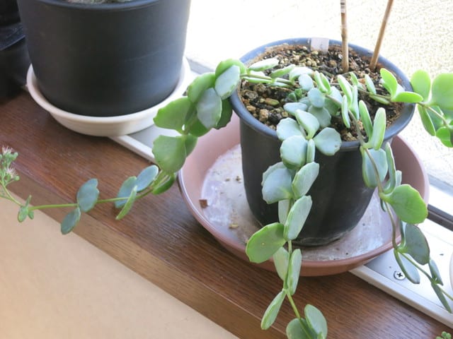 ミセバヤ