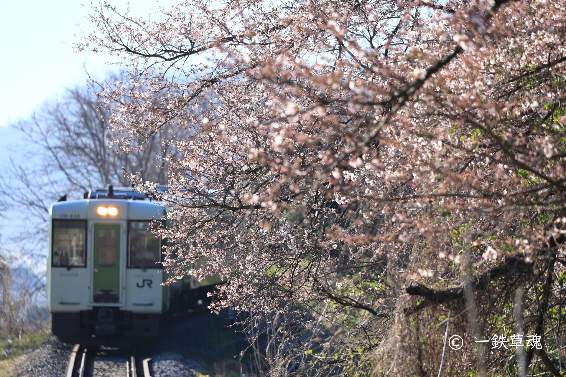 飯山線の桜とキハ110系 一鉄草魂 鉄道風景 乗車記 ときどき名所とグルメ