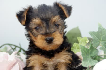 激安ペット宮城 子犬3万円 販売 ヨークシャテリア 総額10万円以下の犬 仙台市 岩沼市 亘理町 宮城県 ペットショップ鈴花 激安ペット宮城 子犬3万円 販売 ヨークシャテリア 総額10万円以下の犬 仙台市 岩沼市 亘理町 宮城県 ペットショップ鈴花