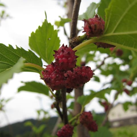 散歩で見かけた実と花 クワ アンズ ビワ クルミ ザクロ リンゴ お花が好き ぼおっと眺める草木との時間を記録して