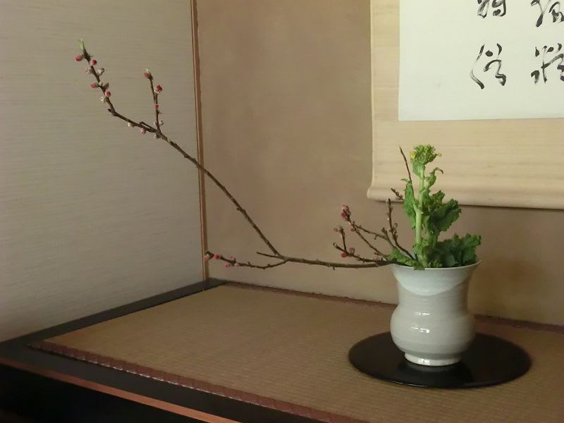 今日のお花・・・モモ、ナノハナの画像