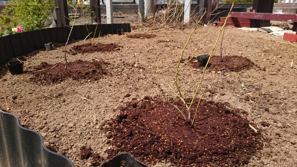 ブルーベリー苗の植え付け 6種6本 週末は イングリッシュガーデン で ブログ版