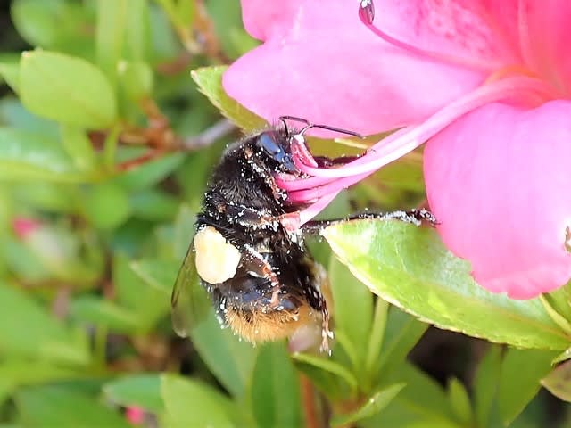 サツキとクロマルハナバチ 我が家の庭 千葉県白井市 Shuの花日記