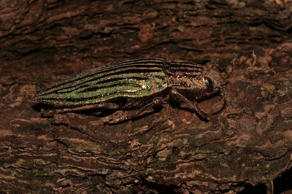 アオウバタマムシ ウバタマムシ亜種 Miracle Nature 奄美大島の自然