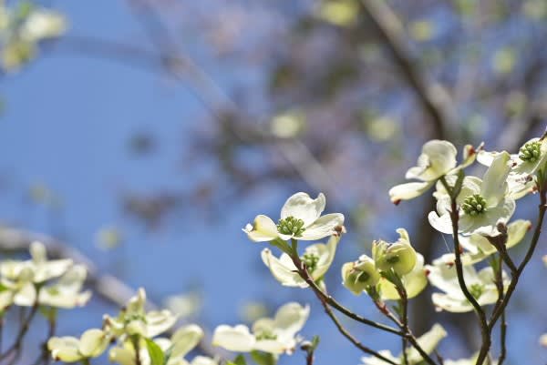 ハナミズキ 桜とともに咲く北米原産の花木は3月18日の誕生花 Aiグッチ のつぶやき