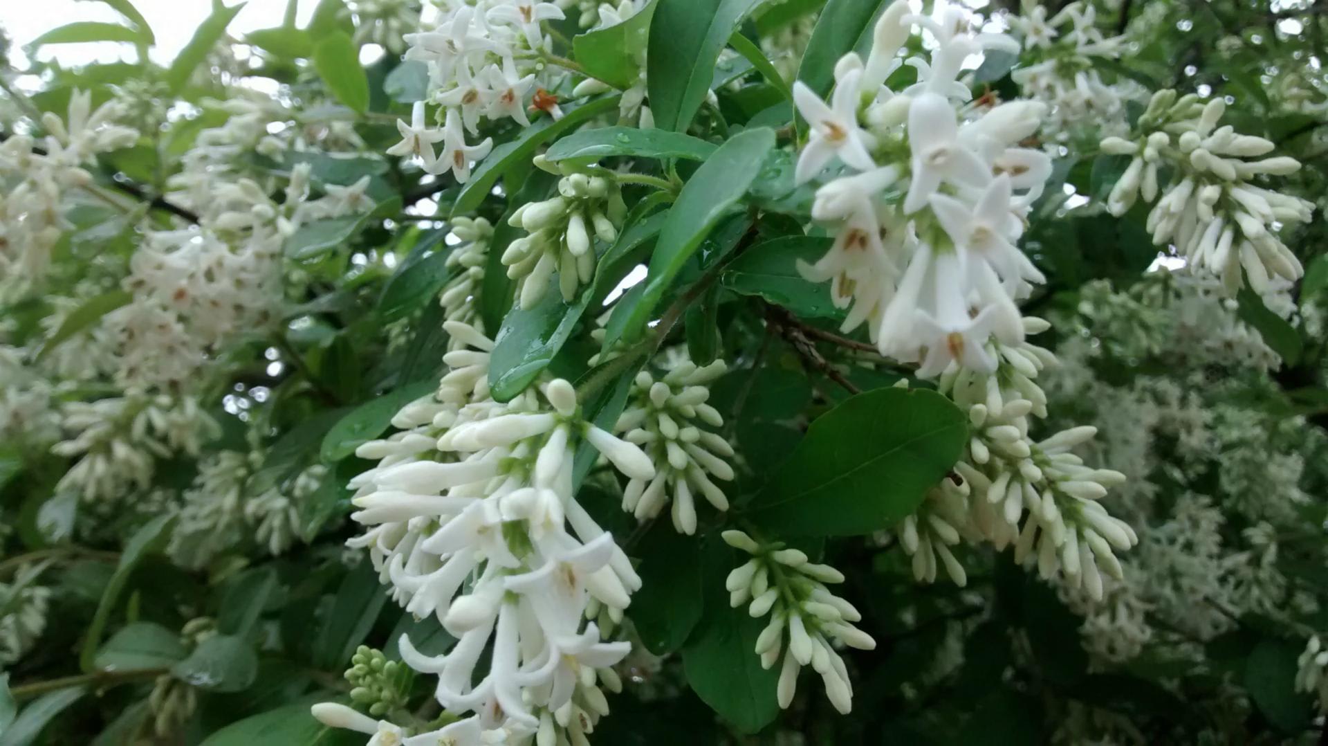 庭の イボタノキ 花が素晴らしく綺麗なんですよ わたしのまいにち
