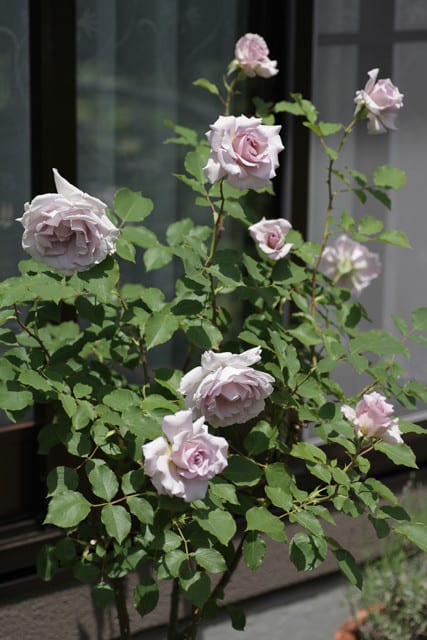 2本のニュー ウェーブ 21一番花 本日開花なり