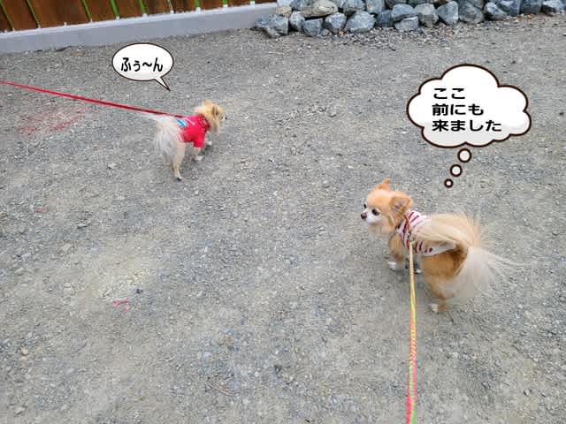 新しくできたドッグカフェで誕生日会しました しょうちゃん日記