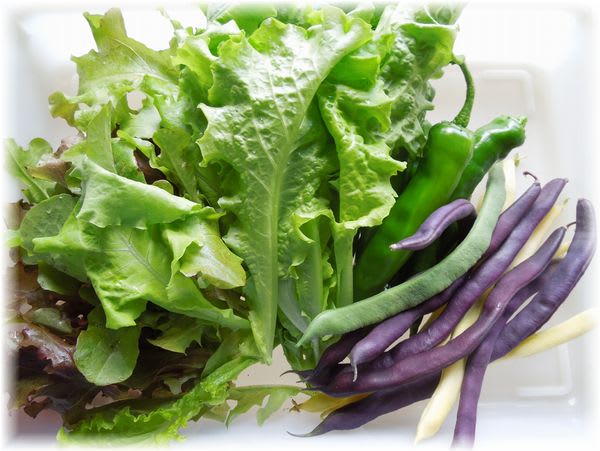 採れたて野菜