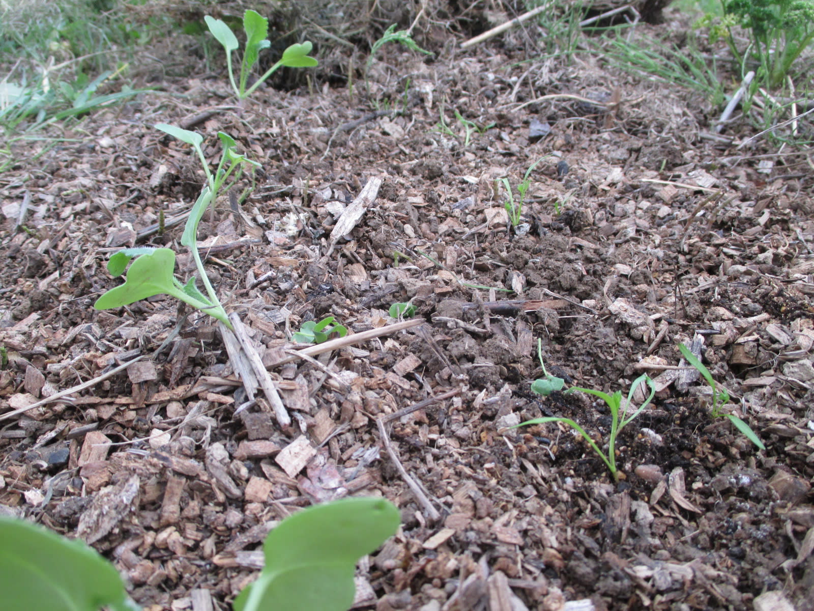 辛味大根 人参の植えつけ ワイワイ菜園 たんじゅん農法試行中
