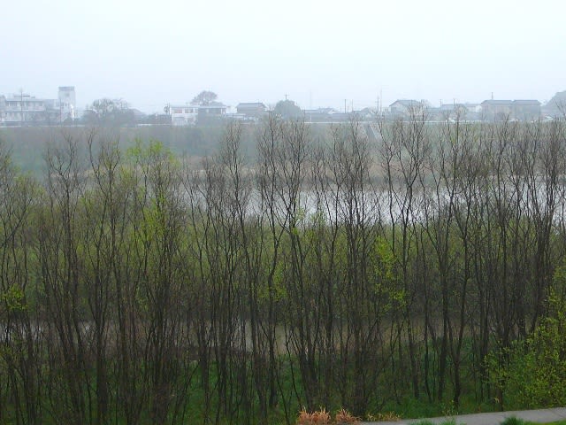 春雨の風景の画像