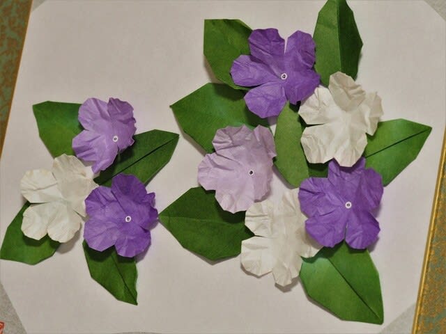 ニオイバンマツリを折る 庭の花 花遊び 山遊び