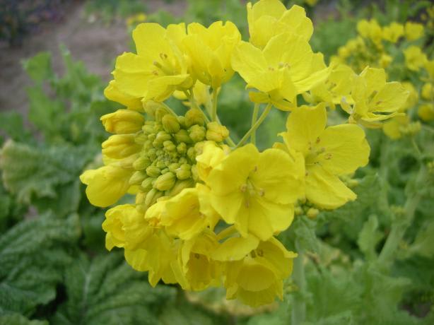 発芽いろいろ 菜の花 菜園日誌