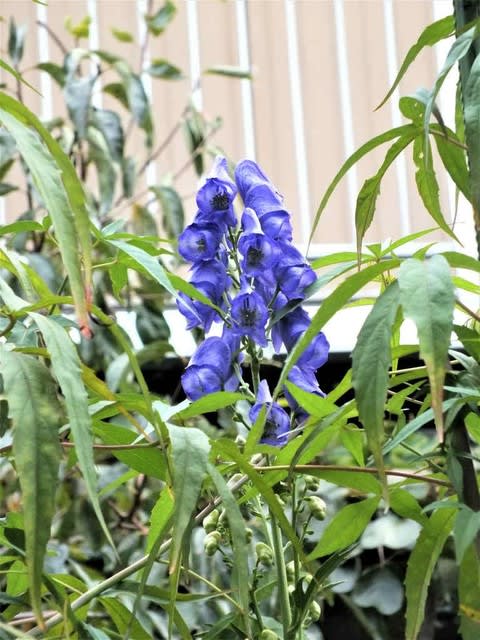 トリカブト 鳥兜 花追いウォーキング トリカブト 鳥兜 花追いウォーキング
