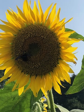 20190728_あけぼの山農業公園_3.jpg