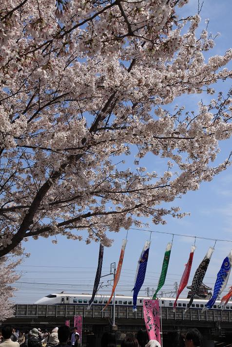 清洲公園の桜と新幹線 ２０１１年度版 １０日撮影 ポニーさんの街ブラと撮り鉄 ポニ夢中 ぬる鉄紀行