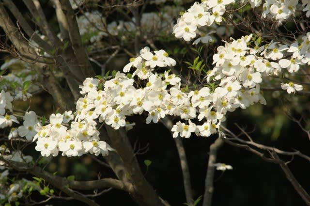 ハナミズキ サクラに続いて春を締めくくる花木は4月15日の誕生花 Aiグッチ のつぶやき