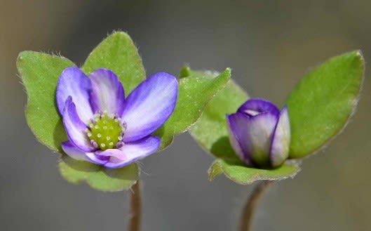 雪割草の花 19 ６ 青紫覆輪花 Koba の庭 春夏秋冬