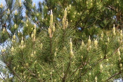 クロマツの新枝・雄花