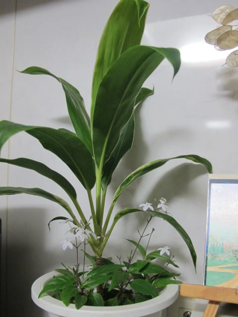 挿し木した観葉植物 マロンの庭