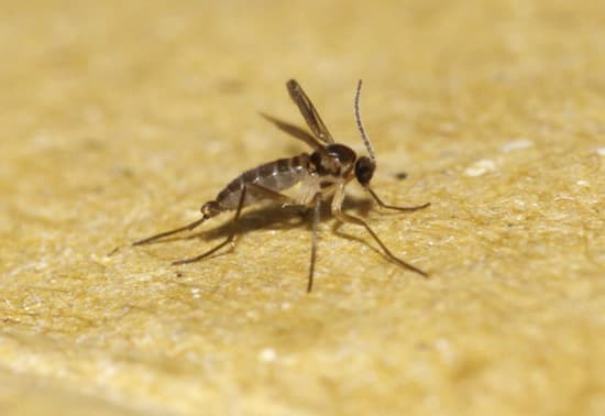 つぶすと臭いコバエ クロバネキノコバエ ブログタイトルが頻繁に変更されたブログ つぶすと臭いコバエ クロバネキノコバエ ブログタイトルが頻繁に変更されたブログ