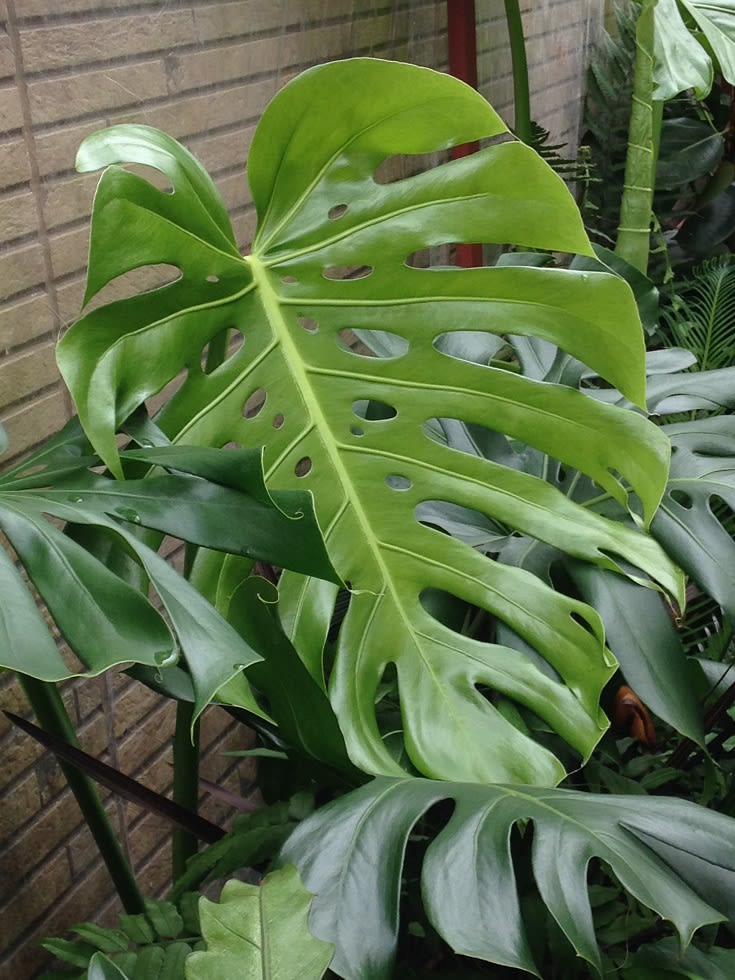 屋外の植物 のブログ記事一覧 植物越冬メモ