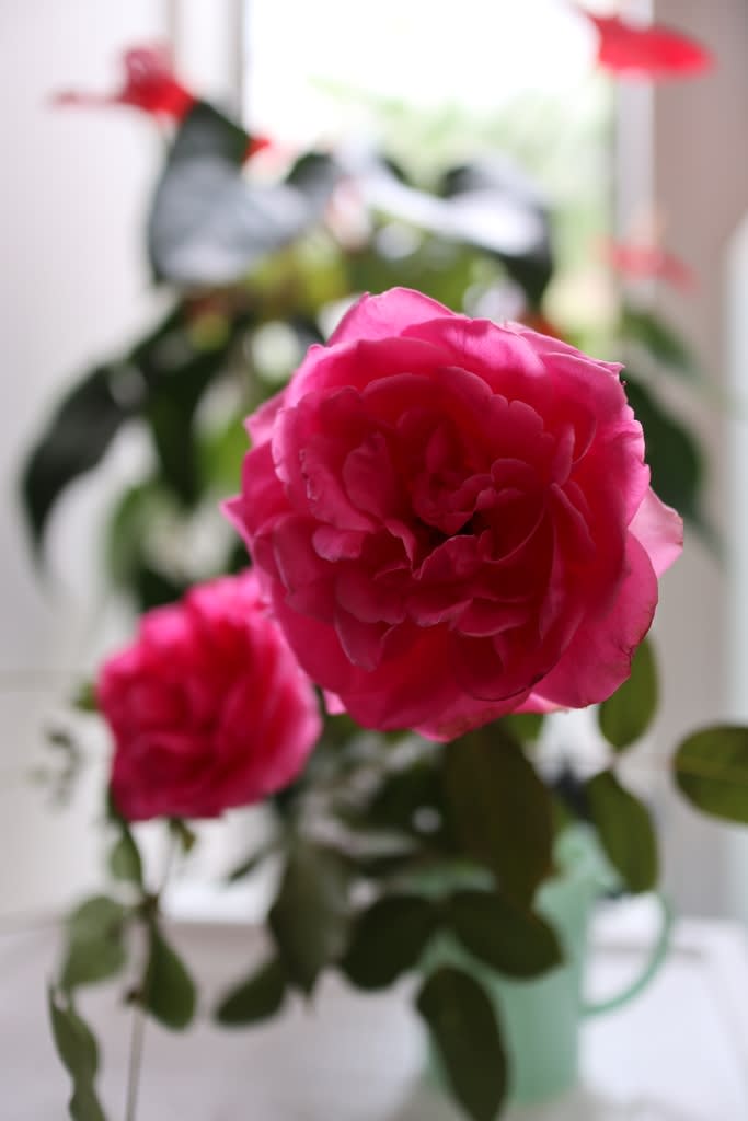 つるバラパレードの夏剪定 お庭がなくても薔薇に囲まれて暮らしたい
