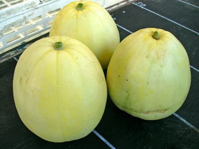 ８月に畑 畑の果物 私の７０代