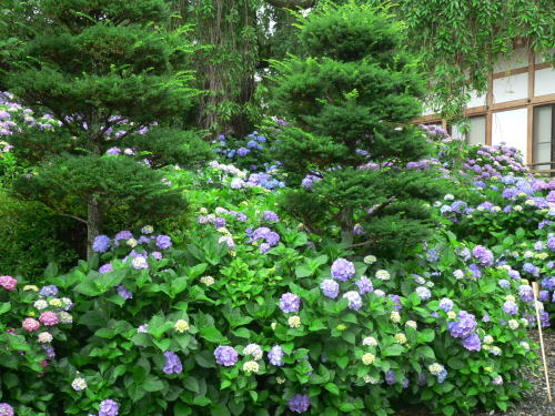 松本市内田 法船寺の紫陽花 ｍｔ７７のｂｌｏｇ