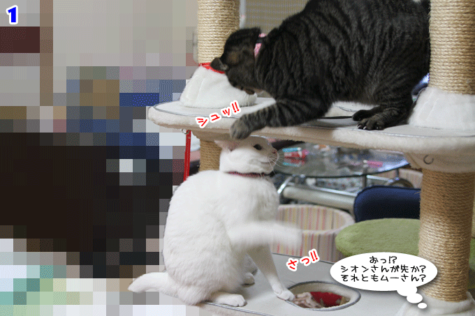 12年1月のブログ記事一覧 ねこのひとりごと 12年1月のブログ記事一覧 ねこのひとりごと