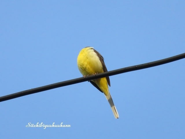 初めて見る黄色い鳥 この鳥の名前を教えて下さい 私的美遊空間
