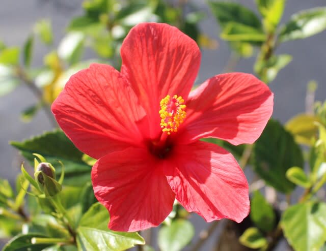 カラフルなハイビスカス 沖縄の史跡と沖縄四季の花