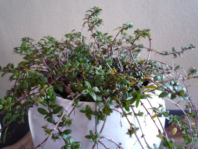 タイム ロンギカウリスは グランドカバーとして重宝なようだ 今日の一枚